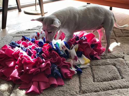 Elsa with yellow striped snuffle mat