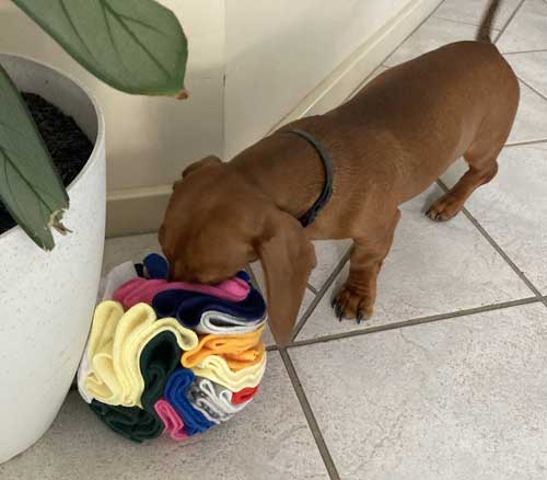 Dachshund puppy with Snuffle Ball