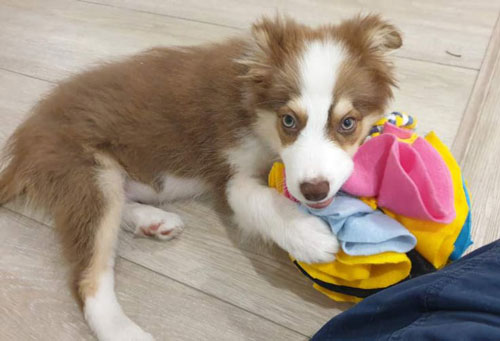 Border Collie Puppy with Snuffle Ball