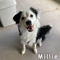Millie border collile