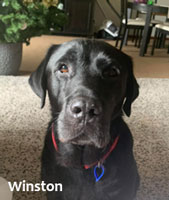 Winston